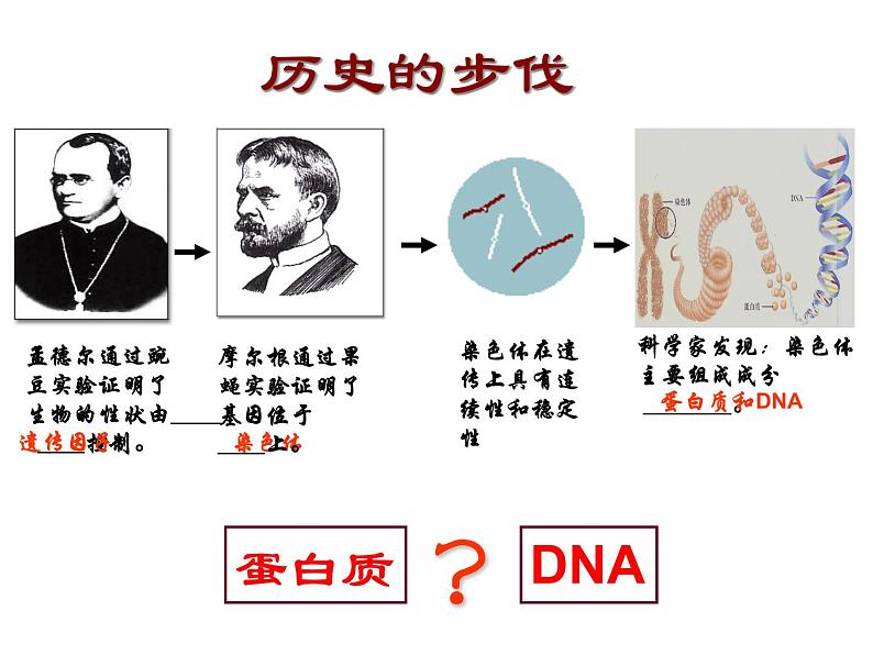 人教新课标高中生物必修二  3.1DNA是主要的遗传物质 课件02