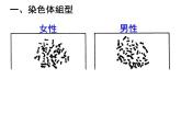 人教新课标高中生物必修二  2.3伴性遗传 课件