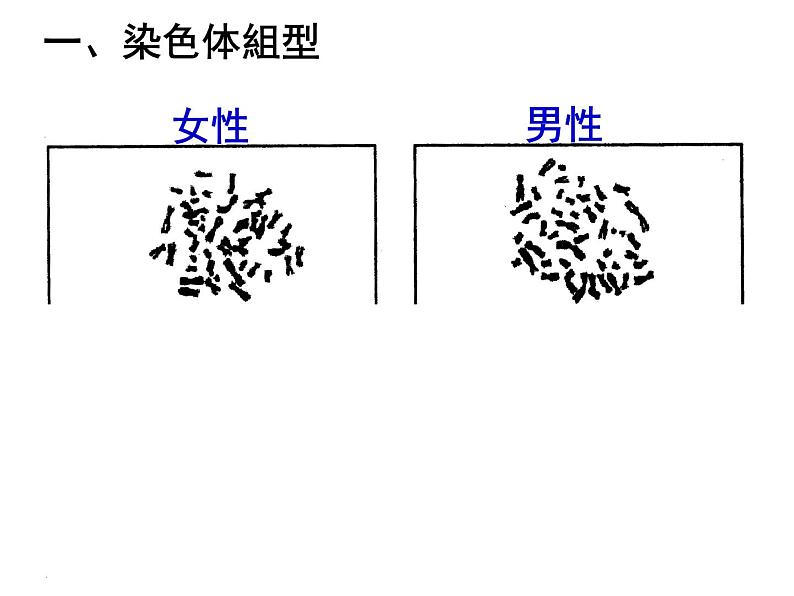 人教新课标高中生物必修二  2.3伴性遗传 课件03