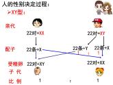 人教新课标高中生物必修二  2.3伴性遗传 课件