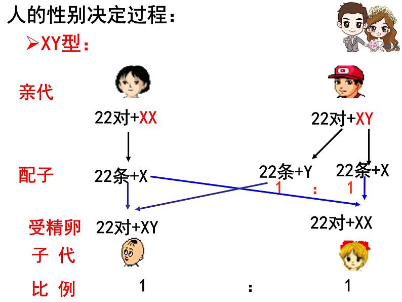 人教新课标高中生物必修二  2.3伴性遗传 课件05