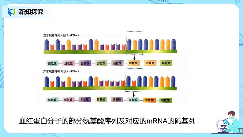 5.1《基因突变和基因重组》课件PPT+教案05