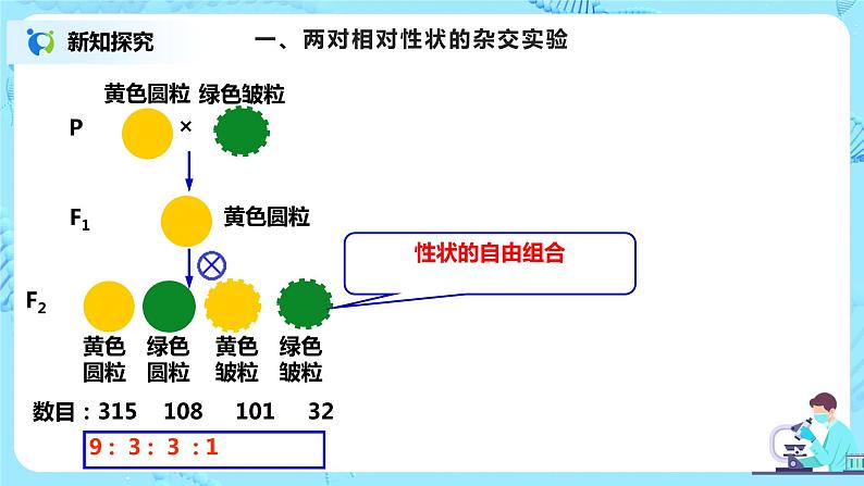 1.2《孟德尔的豌豆杂交实验（二）》课件（送教案+练习）03