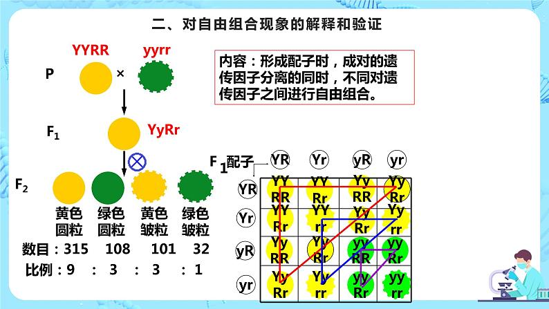 1.2《孟德尔的豌豆杂交实验（二）》课件（送教案+练习）04