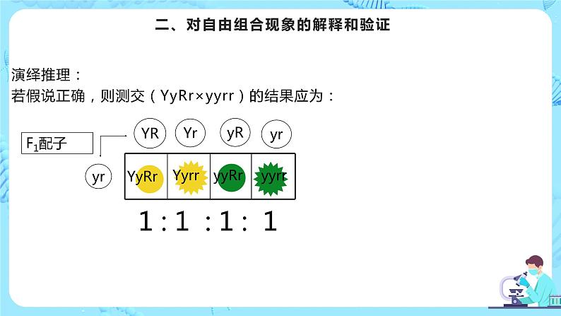 1.2《孟德尔的豌豆杂交实验（二）》课件（送教案+练习）05