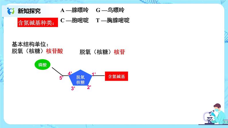 3.2 《DNA的结构》课件第7页