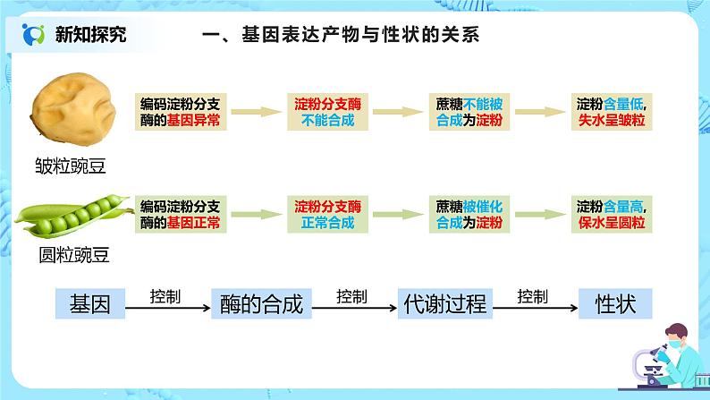 4.2《基因表达与性状的关系》课件（送教案+练习）03