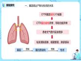 4.2《基因表达与性状的关系》课件（送教案+练习）