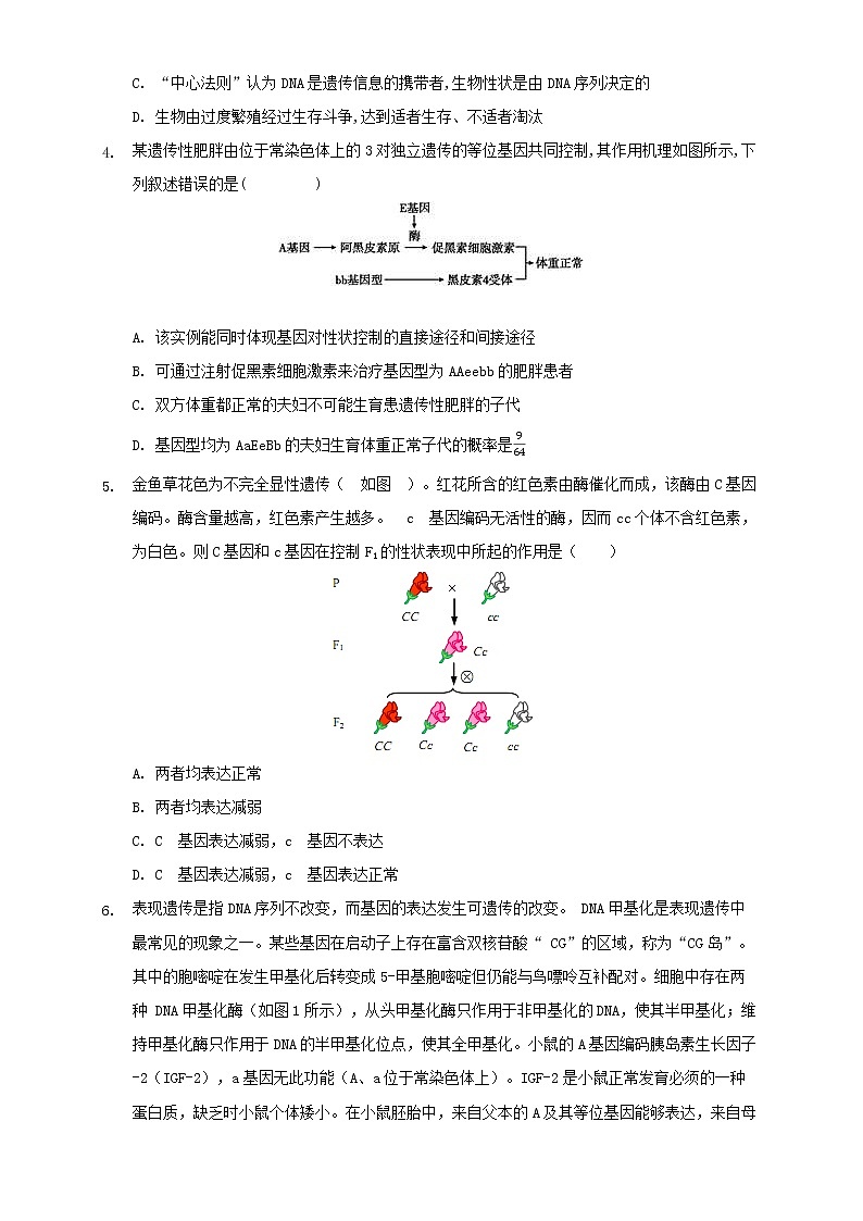 4.2《基因表达与性状的关系》课件（送教案+练习）02