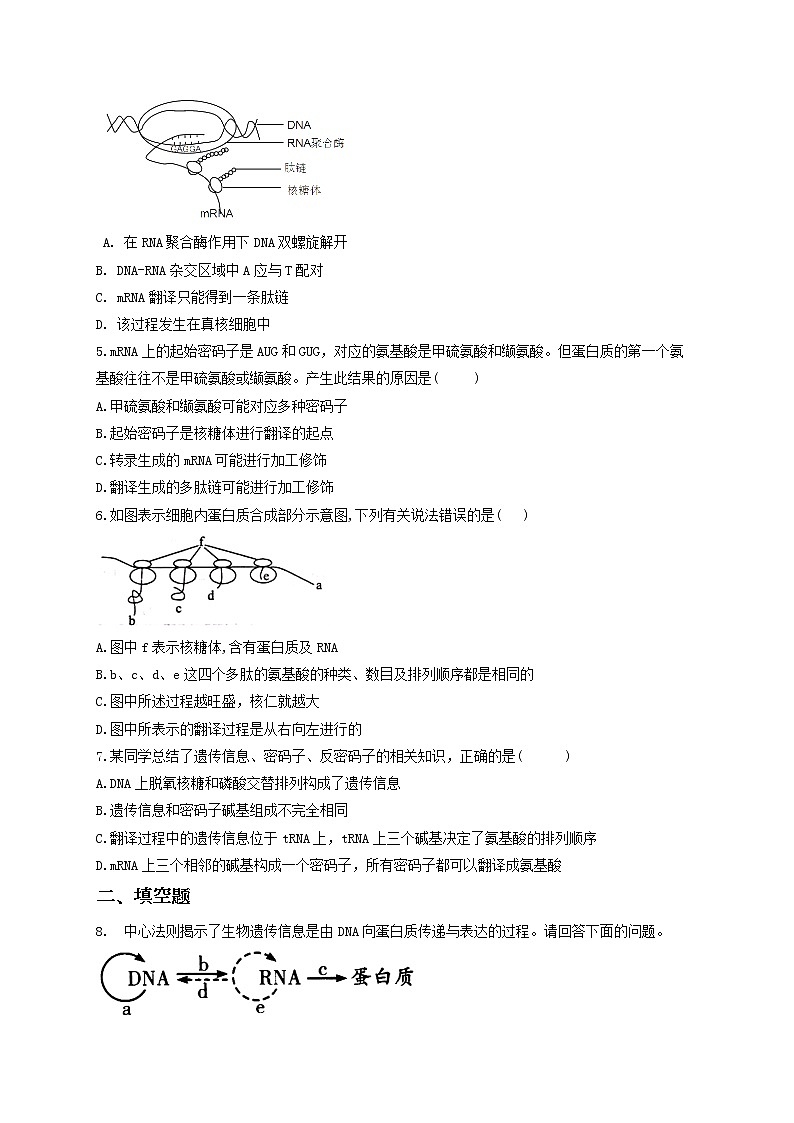 4.1《基因指导蛋白质的合成》同步练习第2页