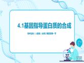 4,1《基因指导蛋白质的合成》课件（送教案+练习）