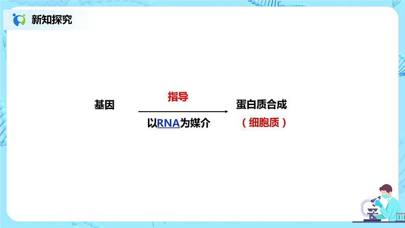 4.1《基因指导蛋白质的合成》课件第2页