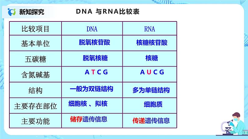 4.1《基因指导蛋白质的合成》课件第4页