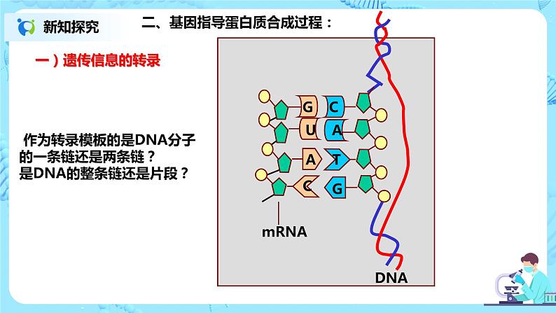 4.1《基因指导蛋白质的合成》课件第7页