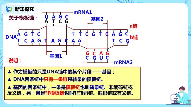 4.1《基因指导蛋白质的合成》课件第8页