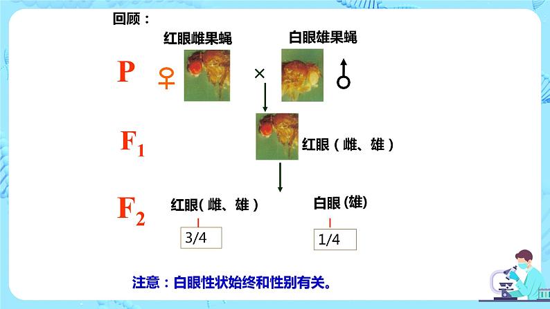 2.3《伴性遗传》课件（送教案+练习）02