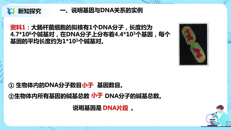 3.4《基因通常是有遗传效应的DNA片段》课件（送教案+练习）04