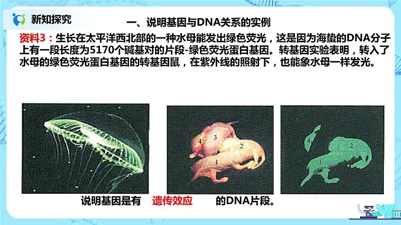 3.4《基因通常是有遗传效应的DNA片段》课件（送教案+练习）06