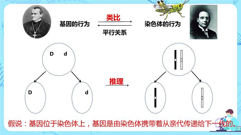 2.2《基因位于染色体上》课件（送教案+练习）03