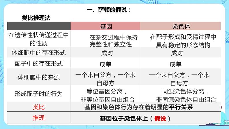 2.2《基因位于染色体上》课件（送教案+练习）04