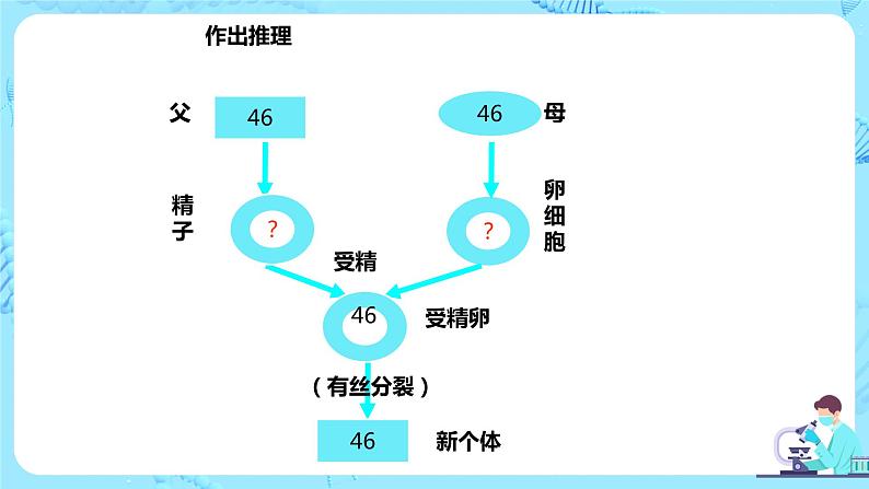 2.1《减数分裂和受精作用》课件（送教案+练习）04