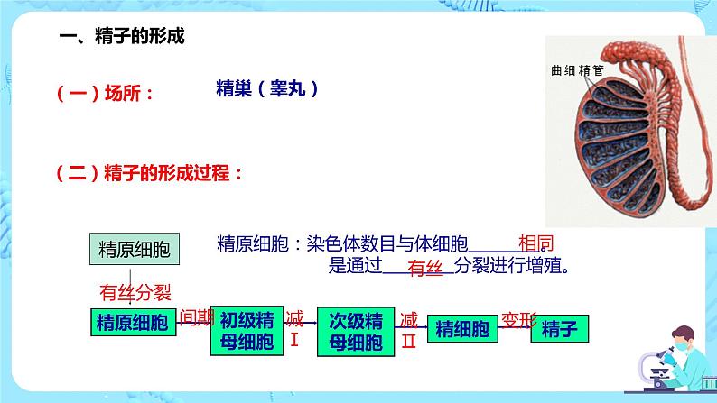 2.1《减数分裂和受精作用》课件（送教案+练习）07