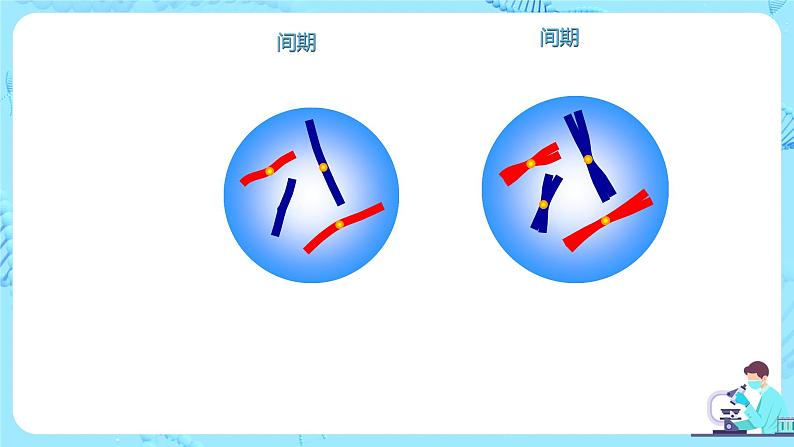 2.1《减数分裂和受精作用》课件（送教案+练习）08