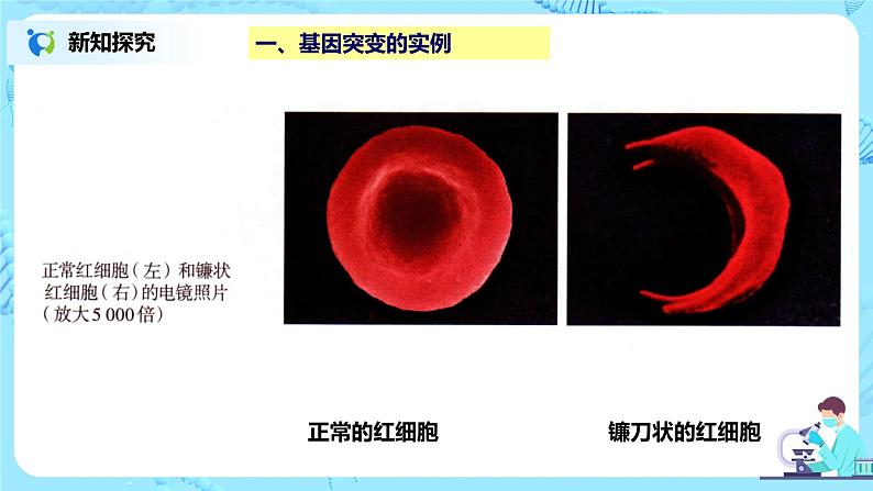 5.1《基因突变和基因重组》课件+教案+同步练习03