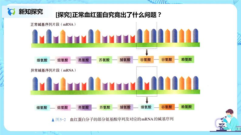 5.1《基因突变和基因重组》课件+教案+同步练习04