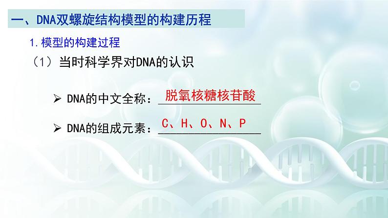 人教版必修二3.2 《DNA的结构》课件PPT第5页