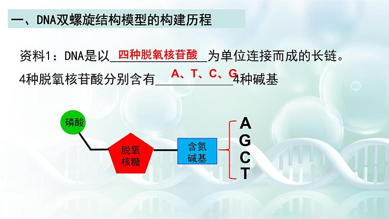 人教版必修二3.2 《DNA的结构》课件PPT第6页