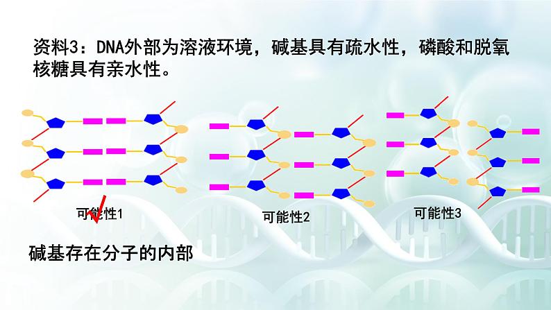 人教版必修二3.2 《DNA的结构》课件PPT第8页