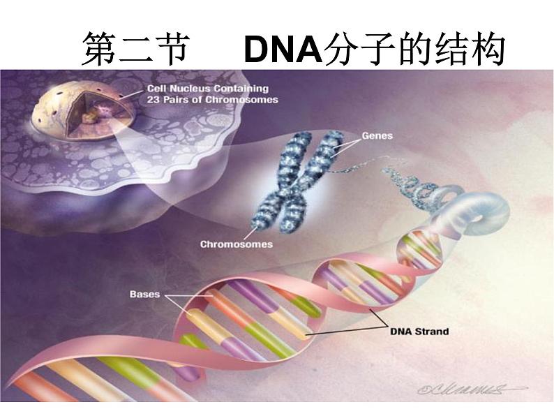 人教新课标高中生物必修二  3.2DNA分子的结构 课件01