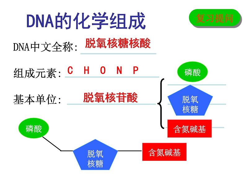 人教新课标高中生物必修二  3.2DNA分子的结构 课件04