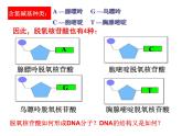 人教新课标高中生物必修二  3.2DNA分子的结构 课件