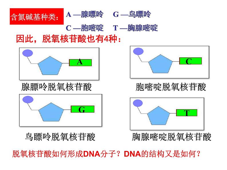 人教新课标高中生物必修二  3.2DNA分子的结构 课件05