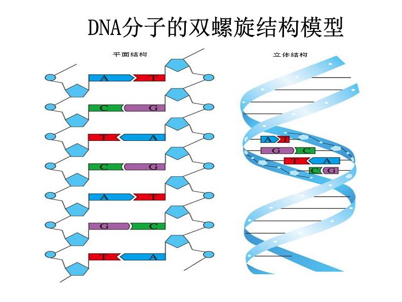 人教新课标高中生物必修二  3.2DNA分子的结构 课件08