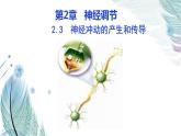 2.3神经冲动的产生和传导课件2021-2022学年高二上学期生物人教版选择性必修1