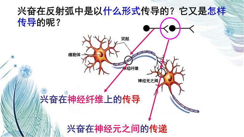 2.3神经冲动的产生和传导课件2021-2022学年高二上学期生物人教版选择性必修1第3页