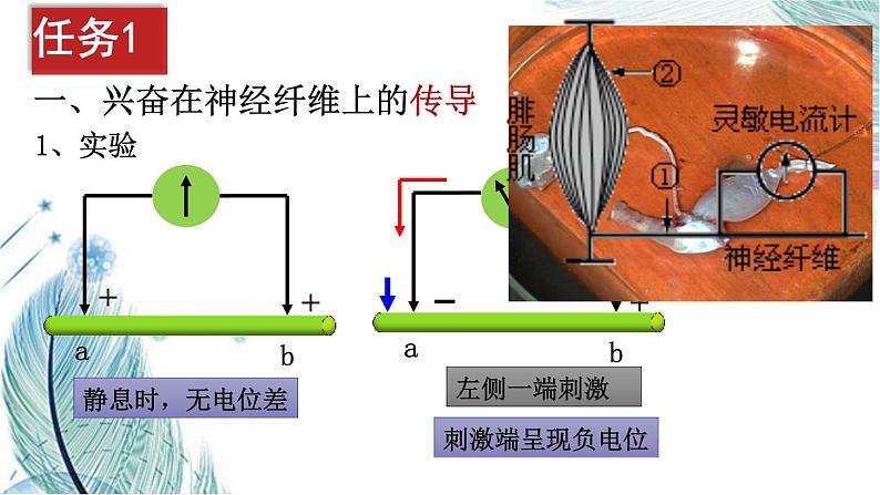 2.3神经冲动的产生和传导课件2021-2022学年高二上学期生物人教版选择性必修1第4页