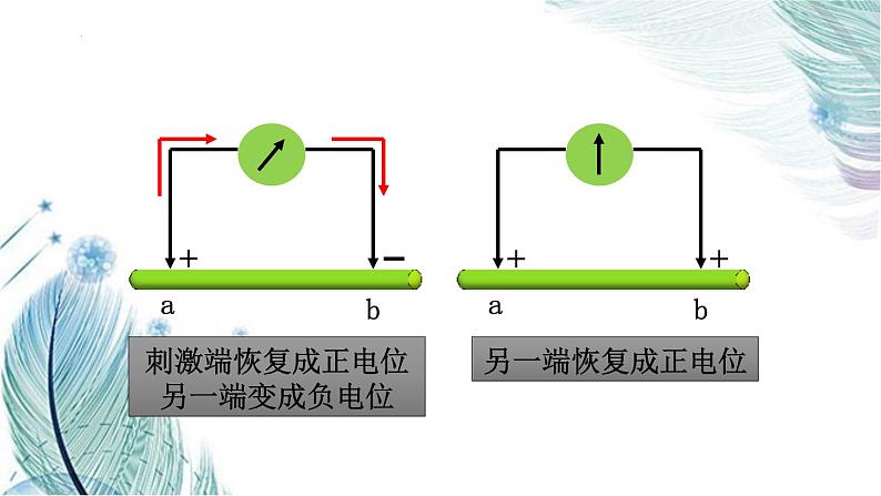 2.3神经冲动的产生和传导课件2021-2022学年高二上学期生物人教版选择性必修1第5页