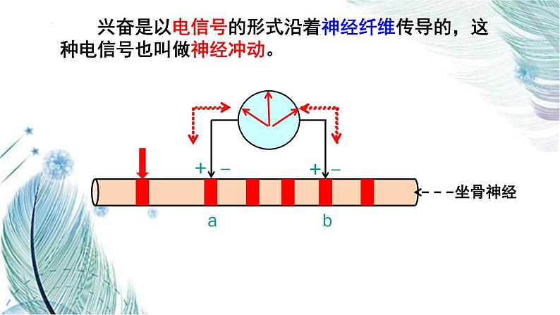 2.3神经冲动的产生和传导课件2021-2022学年高二上学期生物人教版选择性必修1第6页