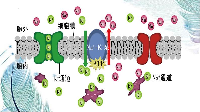 2.3神经冲动的产生和传导课件2021-2022学年高二上学期生物人教版选择性必修1第7页