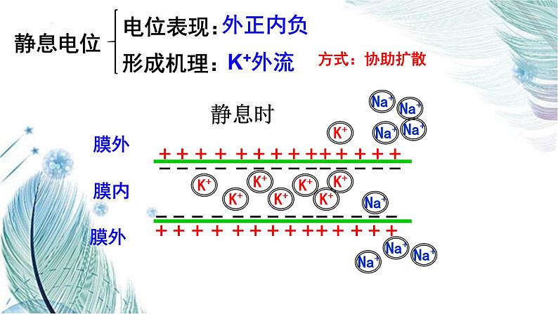 2.3神经冲动的产生和传导课件2021-2022学年高二上学期生物人教版选择性必修1第8页