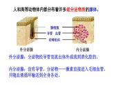 3.1激素与内分泌系统课件2021-2022学年高二上学期生物人教版选择性必修1