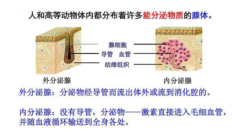 3.1激素与内分泌系统课件2021-2022学年高二上学期生物人教版选择性必修1第3页