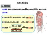 3.1激素与内分泌系统课件2021-2022学年高二上学期生物人教版选择性必修1