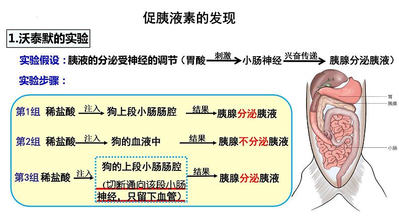 3.1激素与内分泌系统课件2021-2022学年高二上学期生物人教版选择性必修1第5页