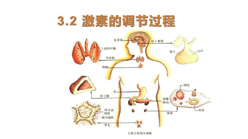 3.2激素调节的过程课件2021-2022学年高二上学期生物人教版选择性必修101