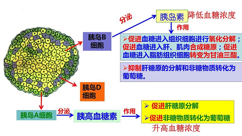 3.2激素调节的过程课件2021-2022学年高二上学期生物人教版选择性必修106